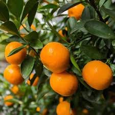 Mandarin Murcott